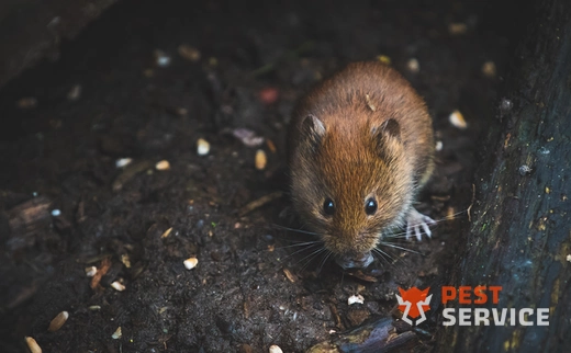 Дератизация в Новоалтайске